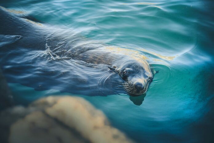 First Seal Pup Rescue of the Season at Cornish Seal Sanctuary