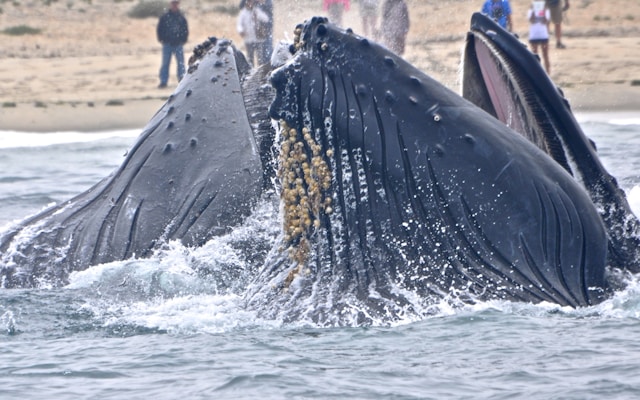 Humpback Whales Join Elite Group of Tool-Using Animals