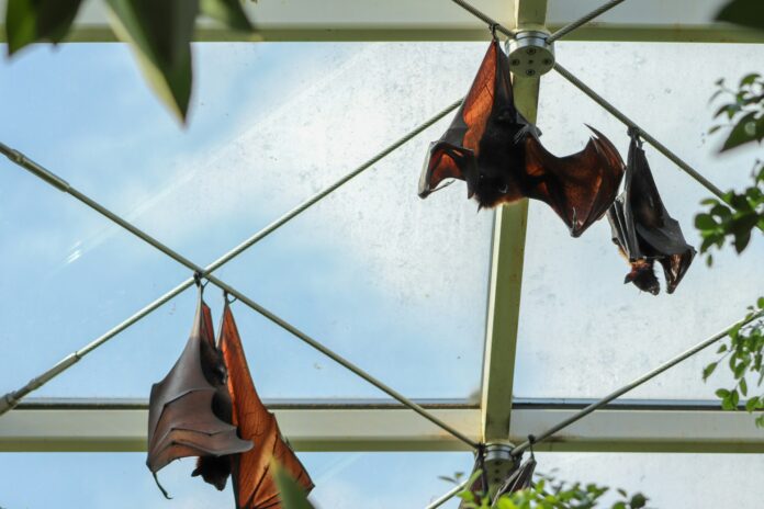 Bats Have Complex Social Lives, University of Chester Study