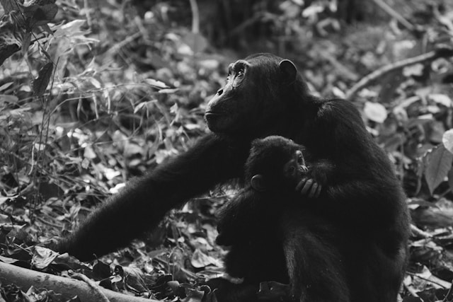 Isle of Wight Monkey Becomes Oldest Recorded Javan Langur