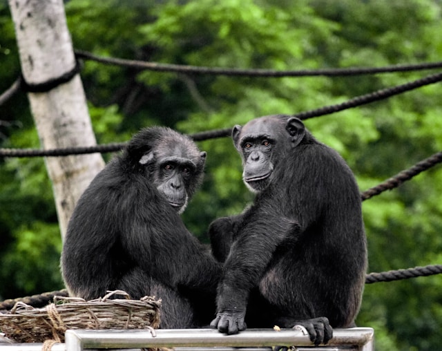 Chimpanzees Exhibit Human-Like Conversational Skills, Study Reveals