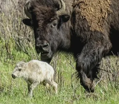 Rare White Buffalo Calf Born in Yellowstone Park, Fulfilling Ancient Prophecy