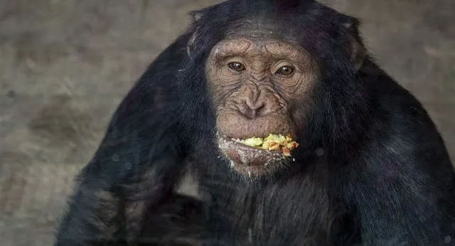 Chimpanzees in Uganda Use Medicinal Plants to Heal