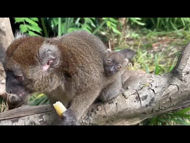 Cotswold Wildlife Welcomes Rare Greater Bamboo Lemur Birth