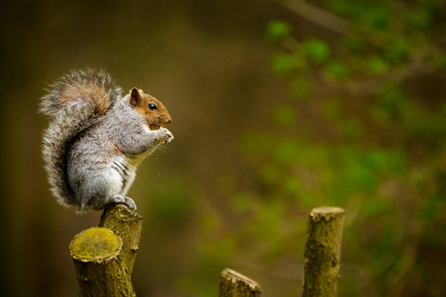 Laughs in the Wild: Hilarious Moments Capture Nature's Quirks