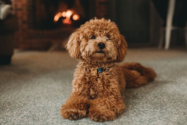 Poppy Toy Poodle Finds New Hope