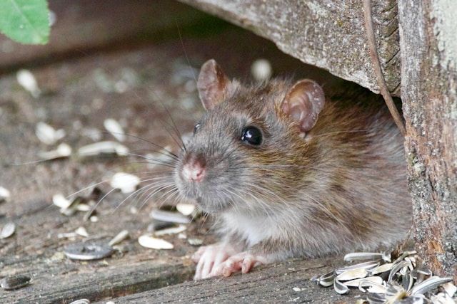 Rats Overrun Swansea City Centre in Shocking Video