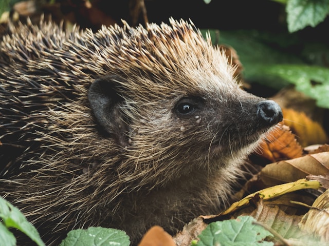 Hedgehogs at Risk: Iconic Mammals Listed as Near Threatened