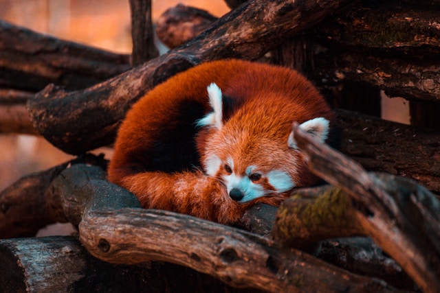 Endangered Red Panda Esha Settles Into New Home