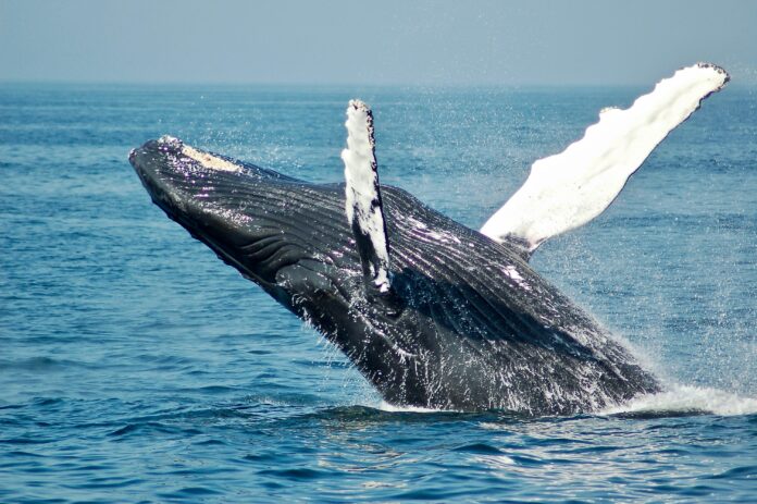 Hvaldimir, the Russian 'Spy' Whale, Found Dead in Norway