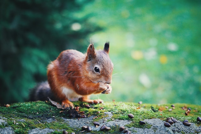 Rare Red Squirrel Sighting in Scotland's Central Belt Sparks