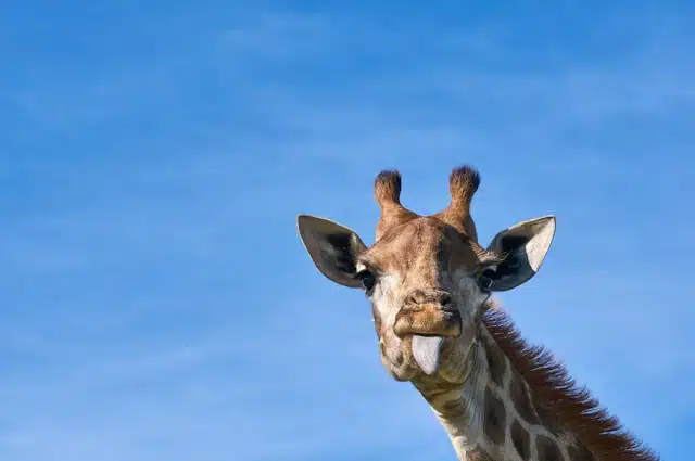 Shocking Moment: Giraffe Lifts Toddler Into the Air at Texas Wildlife Park