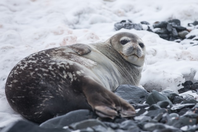 Storm Darragh’s Devastating Toll: Orphaned Seal Pups in Dire