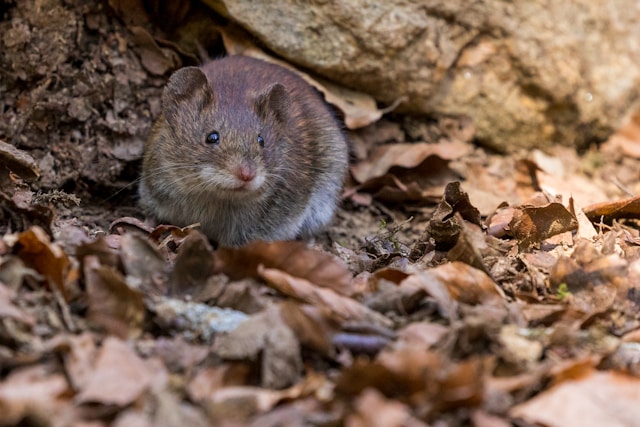 No More Signs of Mice on St Agnes Island