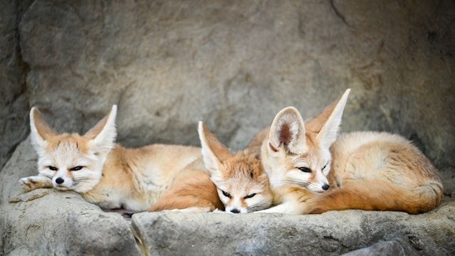 Tragic Tale of Fennec Foxes in Attenborough's 